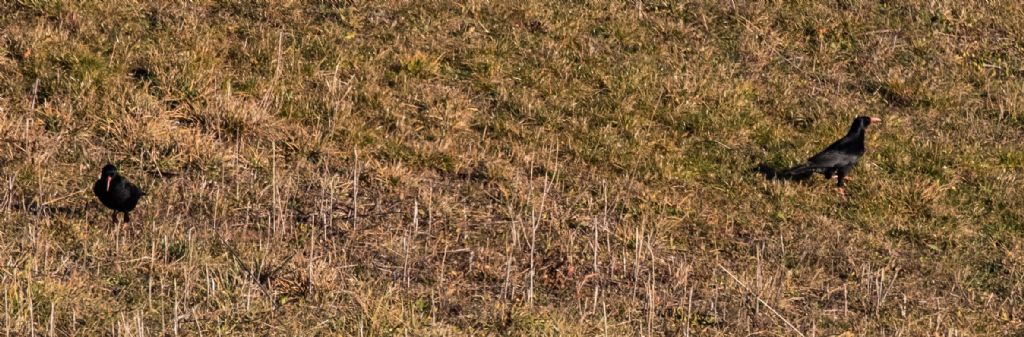 Gracchio corallino nel piacentino?